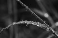An artistic black and white close up macro photograph of water droplets on a blade of grass reflecting light