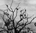 Silhouetted Crows in Bare Tree Royalty Free Stock Photo
