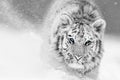 Artistic, black and white photo of  Siberian tiger, Panthera tigris altaica, male in winter landscape, walking directly at camera Royalty Free Stock Photo