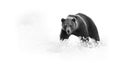 Artistic, black and white photo of a wild Brown Bear, Ursus arctos, huge male on arctic meadow covered on flowering grass staring Royalty Free Stock Photo