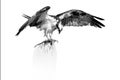 Artistic, black and white photo of wild Osprey, Pandion haliaetus. Bird of prey with outstretched wings, eating fish on dead tree