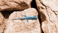 Artistic blue lizard on red boulders Royalty Free Stock Photo