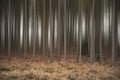 Artistic blur effect applied to pine tree forest Autumn Fall lan