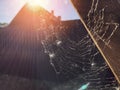 Artistic blur effect of street cobweb and sunlight, soft focus. A web without a spider