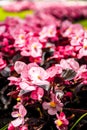 Artistic blur of pink flowers