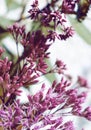 Artistic Boneset flower blooming in the summer. Eupatorium bush. Royalty Free Stock Photo