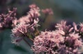 Artistic Boneset flower blooming in the summer. Eupatorium bush. Royalty Free Stock Photo