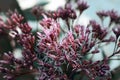 Artistic Boneset flower blooming in the summer. Eupatorium bush. Royalty Free Stock Photo