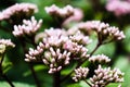 Artistic Boneset flower blooming in the summer. Eupatorium bush. Royalty Free Stock Photo