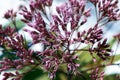 Artistic Boneset flower blooming in the summer. Eupatorium bush. Royalty Free Stock Photo