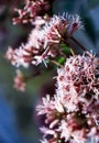 Fluffy thistle heads in the early twilight in the steppe Royalty Free Stock Photo