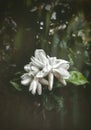 An artistic capture of a beautiful Jasmine flowers