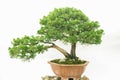 Artistic Chinese potted green plants on a white background