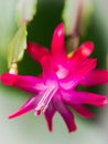 Artistic closeup macro photo of a pink red Schlumbergera flower Royalty Free Stock Photo