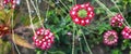 Artistic closeup of red and white flowers on natural meadow