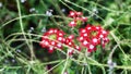 Artistic closeup of red and white flowers on natural meadow