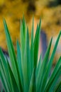 Artistic closeup of Yuca plant with long sharp leafs and beautiful yellow bokeh, Italy, Europe