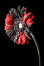 Artistic colored portrait of a gerbera