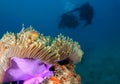 Artistic and colorful Anemon underwater photo