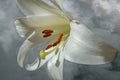 An artistic composite image of a close up of a white lily against a smoky grey background Royalty Free Stock Photo