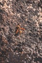 Abstract Artistic Landscape of a resting Hornet