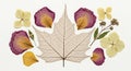 Delicate pressed flowers and skeleton maple leaf art Royalty Free Stock Photo