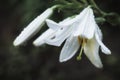 Artistic detail of a Magnolia flower with water droplets. White magnolia flowers on a dark background. Drops close up after rain.