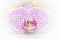 Artistic digital creative single pink phaelanopsis orchid