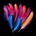 artistic display of colorful feathers set against a dramatic black background.