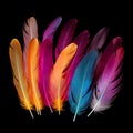 artistic display of colorful feathers set against a dramatic black background.