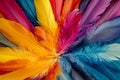 An artistic display features an array of colorful feathers radiating outward in a striking pattern. The vibrant hues