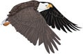 Artistic drawing of American symbol of the wild bald eagle in flight with no background with white head and brown wings and Royalty Free Stock Photo