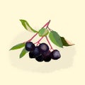Artistic drawing of a sprig of black fruit with several berries and leaves