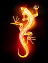 Salamander on black background. Fire lizard.