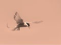 Artistic edit of an Arctic Tern hovering Royalty Free Stock Photo