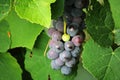 ARTISTIC EFFECT ADDED TO BUNCH OF BLACK GRAPES