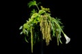 Artistic exclusive green flower arrangement with white calla isolated on black background