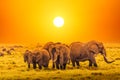 Artistic fantastic african sunset landscape. African elephants in Serengeti National Park. Tanzania, Africa at a sunset Royalty Free Stock Photo