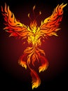 Flaming Phoenix vector illustration ideal for body art or tattoo