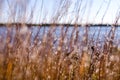 Artistic focus view of dead grasses, reeds and wildflowers. Lake in background Royalty Free Stock Photo