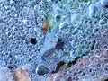 Artistic frozen morning dew on spiderweb formed quaint artwork over forest floor in frosty autumn morning in macro view