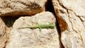 Artistic green lizard on gold boulders