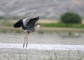 Artistic grey heron