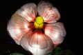 Artistic handmade flower glowing at night with neon lights inside on a night garden