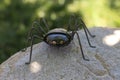 An artistic handmade spider garden decoration