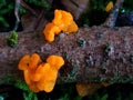 Artistic iced golden yellow jelly fungus vibrant strong colored on dead tree branch in macro view