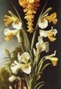 Artistic Illustration Of The Yellow And White Gladioli Flower Royalty Free Stock Photo