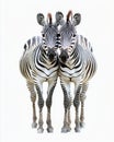 Two majestic zebras stand close together, showcasing their striking black and white stripes. This image captures their Royalty Free Stock Photo