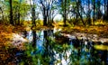 An artistic image of a forest and water landscape