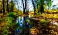 An artistic image of a forest and water landscape